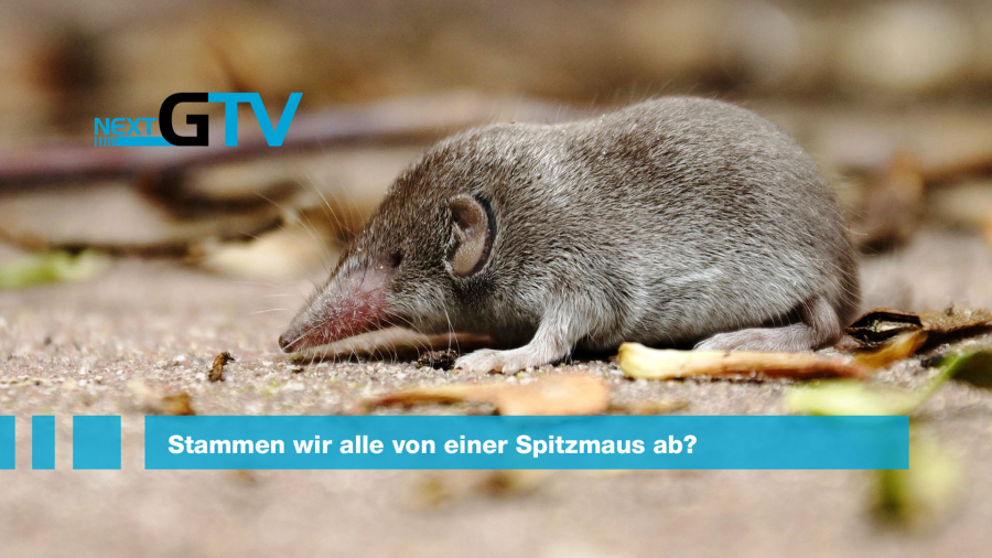 Artikel